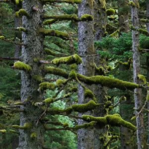 USA-ALASKA-SOUTHWEST-KODIAK ISLAND-Kodiak: Pacifc Fir Trees & Moss