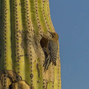 USA, Arizona, Sonoran Desert. Gila woodpecker at nest hole in saguaro cactus. Credit as