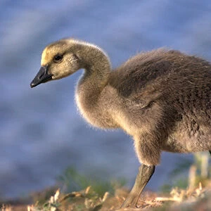 USA, California. Baby Canada goose. Credit as: Christopher Talbot Frank / Jaynes