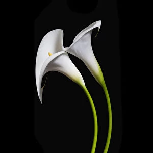 USA, California. Two calla lily flowers. Credit as: Dennis Flaherty / Jaynes Gallery