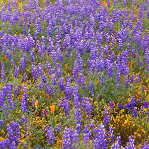 USA, California, Carrizo Plain National Monument, Dense spring bloom of Douglas lupine