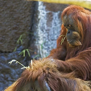 USA, California, Sacramento. Sumatran orangutans in the Sacramento Zoo. CA. Credit as