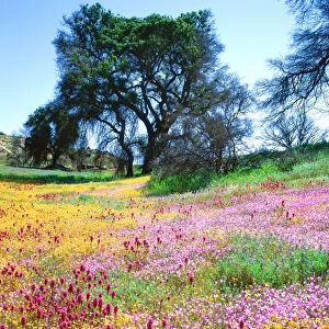 USA, California, San Diego. Wildflowers inCleveland National Forest after the Cedar fire