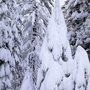 USA, California, Sierra Nevad Mountains. A Snow covered trees in the Sierras