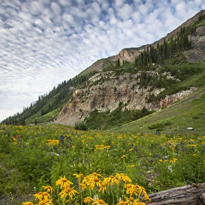USA, Colorado, Crested Butte. Wildflowers and old log