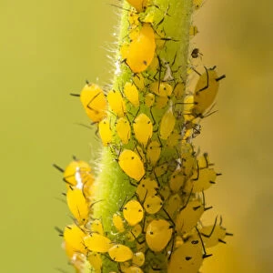 USA, Colorado, Jefferson County. Aphids on milkweed plant