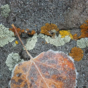 USA, Colorado, Uncompahgre National Forest. Frozen raindrops on aspen leaf. Credit as