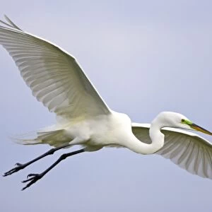 USA, Florida, Venice. Portrait of great egret flying at Venice Rookery