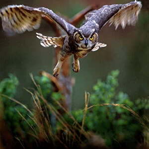 USA, Georgia, Pine Mountain, Callaway Gardens. Barred owl in flight at the rescue center