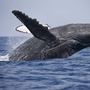 USA, Hawaii, Big Island, Humpback Whale (Megaptera novaengliae) breaching in Pacific