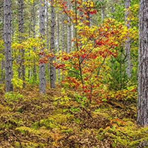 USA, Michigan. Fall color in the hardwood forest of the Upper Peninsula