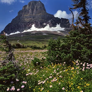 USA, Montana, Glacier National Park. Clements Mountain and field of arnica and asters