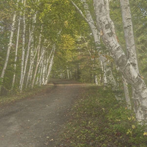 USA, New York, Adirondack State Park. Birch trees line road