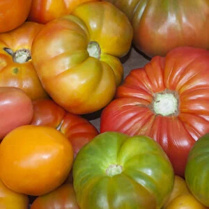 USA; North America; Georgia; Savannah; Fresh tomatoes at a Farmers Market