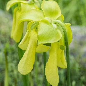 USA, Pennsylvania. The yellow flowers of the pitcher plant, Sarracenia, a carnivorous plant