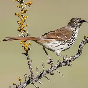 Mockingbirds And Thrashers Related Images