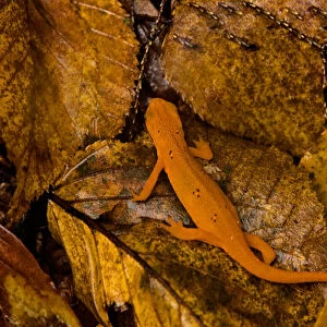 USA, Vermont, Bennington, Salamander, Red-Spotted Newt or Eastern Newt