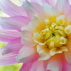 USA, Washington, Seabeck. Dahlia flower close-up