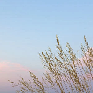 USA, Washington, Seabeck. Grasses at sunset