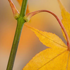 USA, Washington, Seabeck. Maple leaf in autumn color