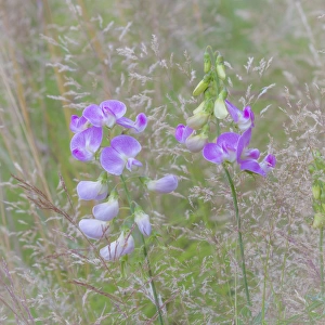 USA, Washington, Seabeck. Sweetpea blossoms in meadow