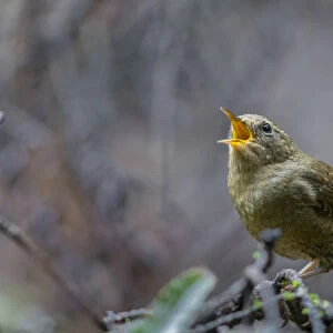 USA, Washington State. Pacific Wren, Troglodytes pacificus, singing from a perch