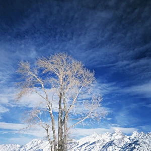 USA, Wyoming, Cottonwood tree in winter