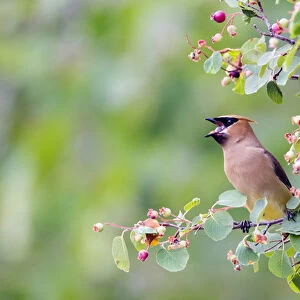 USA, Wyoming, Sublette County, Cedar Waxwing eating fruit from Serviceberry