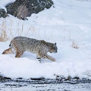USA, Wyoming, Yellowstone National Park, Madison River, bobcat (Lynx rufus)