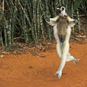 Verreauxs sifaka hopping, Propithecus verreauxi, Berenty Reserve, Madagascar