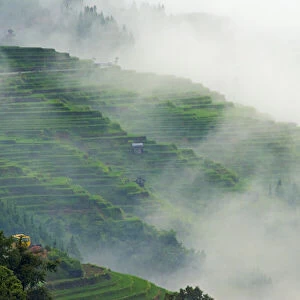 Village with rice terrace in the mountain in morning mist, Jiabang, Guizhou Province
