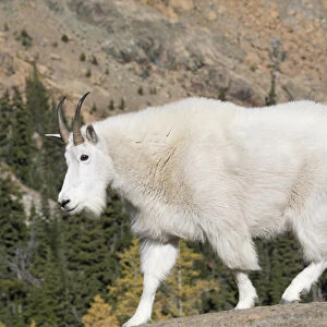 WA, Alpine Lakes Wilderness, Mountain goat