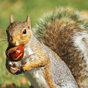 A Western Gray Squirrel (Sciurus griseus) gathers a chestnut on the University of Washington campus