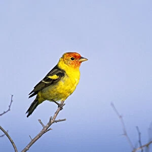 Western Tanager (Piranga ludoviciana) adult male, spring migration, south Texas, USA