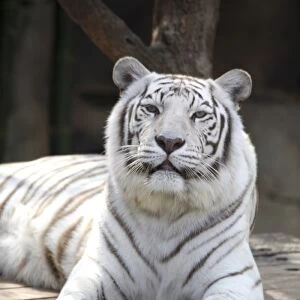One of two white Bengal tigers at the Audubon Zoo, New Orleans, Louisanna