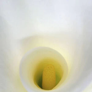 White Calla Lily Abstract