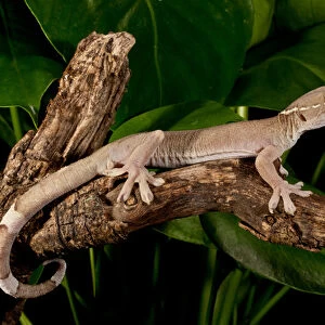 White Line (Skunk) Gecko, Gecko vittatus, Native to Indonesia, Habitat: Arboreal Rain