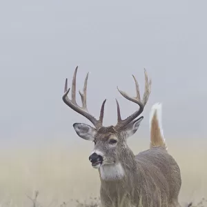 White-tail deer buck