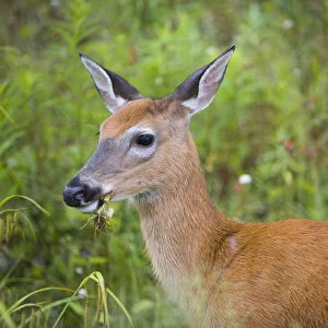 Whitetail deer (doe), Odocoileus virginianus, in Pittsburgh, New Hampshire. Connecticut