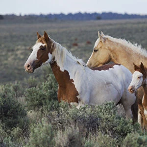 Wild Horses; Mustangs