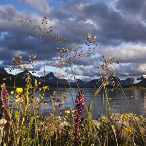 Wildflowers in the Canadian Rockies, Jasper National Park, Alberta, Canada