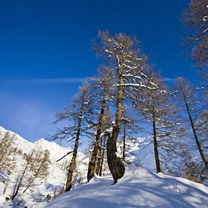 Winter landscape with larch tree forest in the Loetschental (Valais)