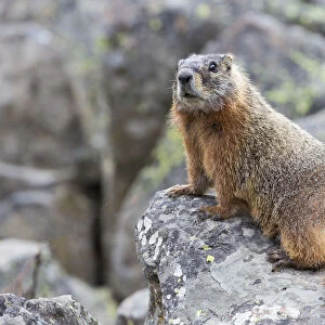 Yellowstone National Park, yellow-bellied marmot posing on a rock