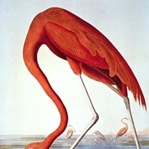 Flamingos Related Images
