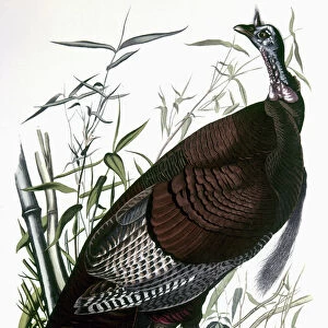 AUDUBON: TURKEY. Wild Turkey (Meleagris gallopavo), from John James Audubons The Birds of America, 1827-1838