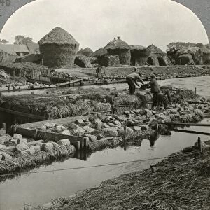 BELGIUM: FLAX FIELD, c1920. Men harvesting flax in Courtrai, Belgium. Stereograph