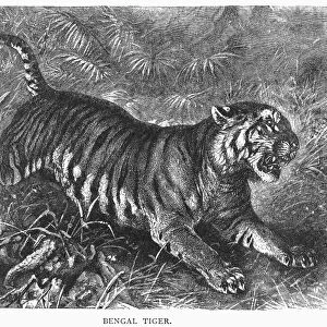 BENGAL TIGER. Line engraving, 19th century