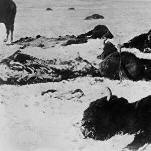 BUFFALO SLAUGHTER, 1872. Buffalo that were killed for their hides, lying dead in