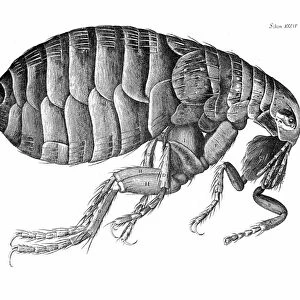 A flea, as seen by Robert Hooke with his microscope. Copper engraving from Hookes Micrographia, 1665