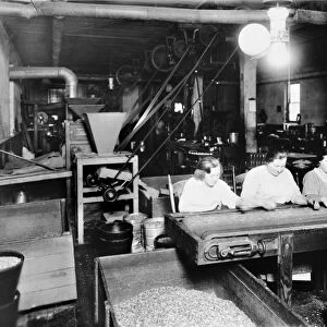 FOOD & NUT COMPANY, c1921. Three women at work sorting nuts on a conveyor belt